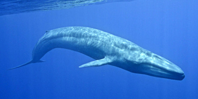Blue Whale e i suicidi adolescenziali, ma è tutto vero?