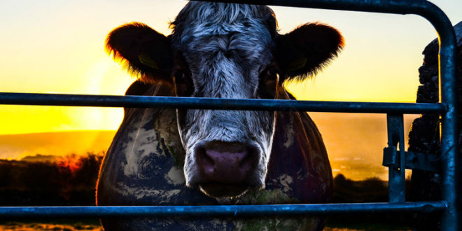 Cowspiracy: il documentario che ti farà odiare la carne