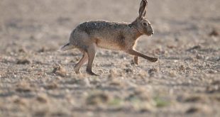 Salvaguardia della biodiversità: piccole nazioni al centro