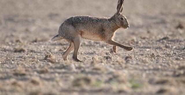 Salvaguardia della biodiversità: piccole nazioni al centro