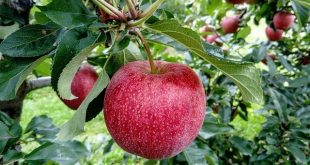 I “casi” giudiziari che hanno segnato governi ultime decadi