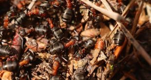 Intelligenza collettiva: comunità che innovano