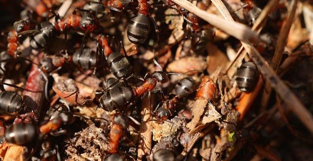 Intelligenza collettiva: comunità che innovano