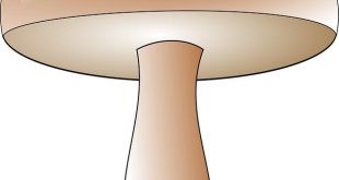 Crimini ecologici: casi giudiziari di deforestazione